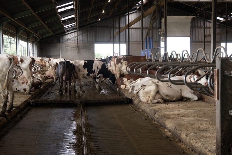 De koeienstal van Jacques van Melick heeft een emissieloze dichte vloer.